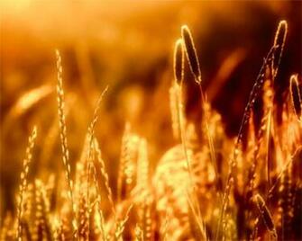 High Definition Wallpaper