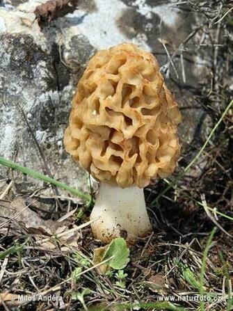 Gallery Yellow Morel Mushrooms