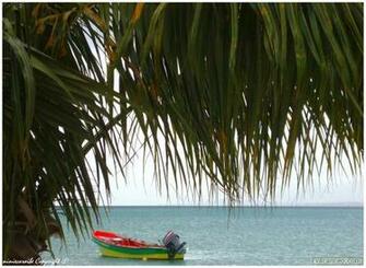 Fond D Cran Martinique Wallpaper Blue Rasta Photos Sur