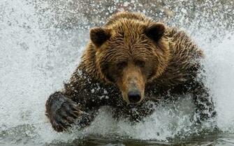 Bears Archives Common Sense Evaluation