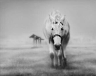 Most Amazing Animals Wallpaper Worlds