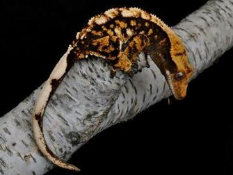 Pin Crested Gecko Rhacodactylus Ciliatus Wallpaper Hq On