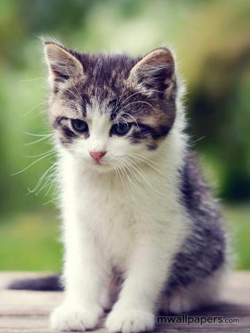 Cute Kitten Wallpaper HD