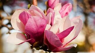 Pink Magnolia Flower Wallpaper