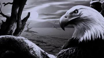 Black Eagle Background Cool Wallpaper For Me