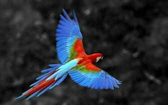 Beautiful Colorful Macaws Parrot Wallpaper In Blue Golden Green