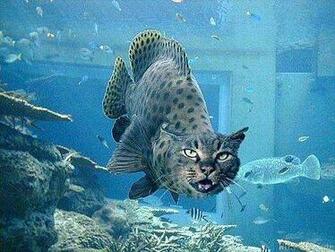 85363d1320382965 Catfish Wallpaper Jpg