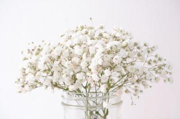 Best Babys Breath Pictures Image