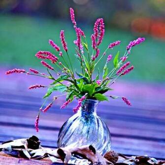 Flowers Red Roses Sky Best Wallpaper For High