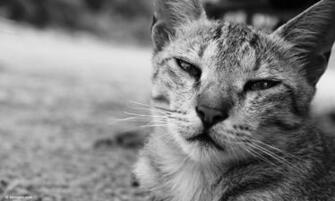 Cute Cat Having Rest Wallpaper