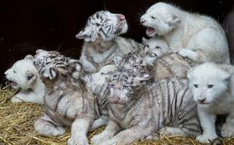 White Tiger Cubs Wallpaper Image Photos Pictures Background