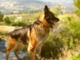 German Shepherd Dog Wallpaper