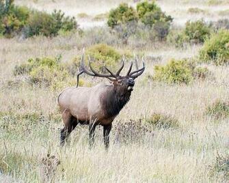 Source Url Jobspapa Image Bugling Bull Elk Wallpaper Html