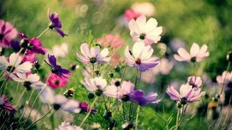 Pink Cosmos Flowers Wallpaper