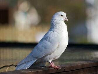 White Dove Wallpaper Desktopwallpaper