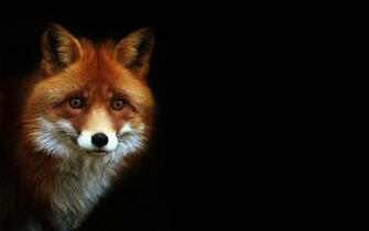 Fox Computer Wallpaper Desktop Background Id