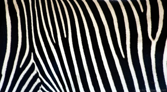 Animal Print Desktop Background Wallpaper