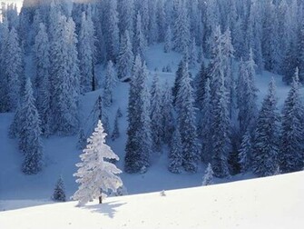 Snow Trees Desktop Wallpaper Nature Beauty