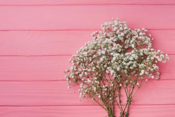 4k Baby S Breath Wallpaper Background Image