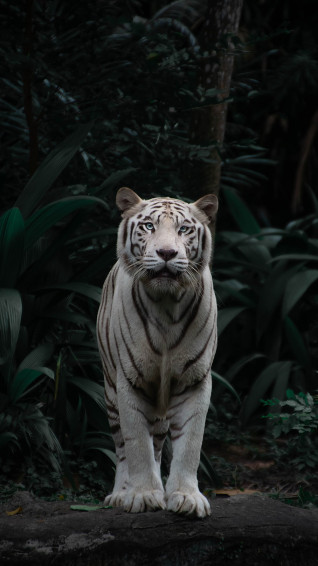 White Tiger Pictures HD Image