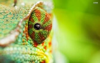 Chameleon Wallpaper For Sculpting Reference Baby