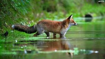 Pics Photos HD Red Fox Wallpaper