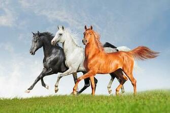 Arab Horses Runs Wall Mural Photo Wallpaper Photowall