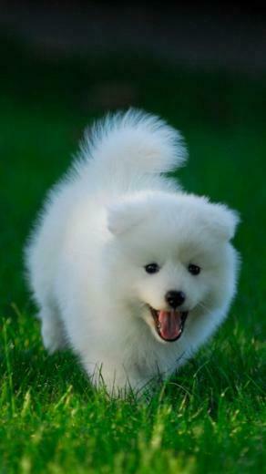 Very Cute Puppy Nexus Wallpaper And Background