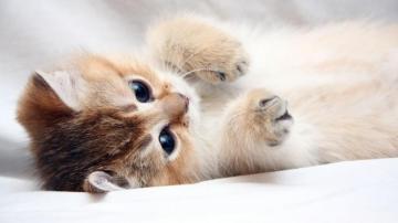 Cute Kittens 4k Wallpaper