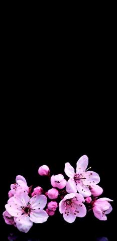 Keithelen Valentim On Japanese Cherry Blossom Wallpaper