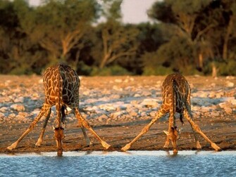 Desktop Wallpaper Giraffe Picture Afbeelding
