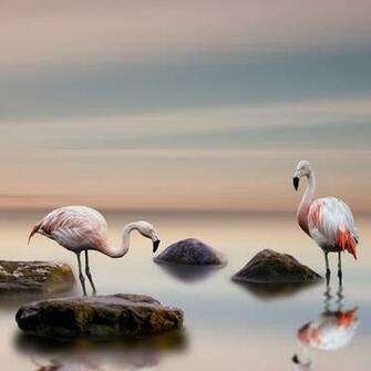 Flamingo Bird Ocean 5k Apple iPad Air Wallpaper