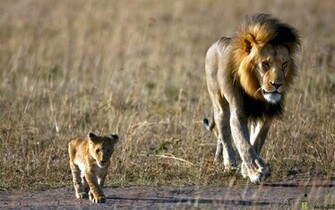 Lion Son Desktop Wallpaper HD