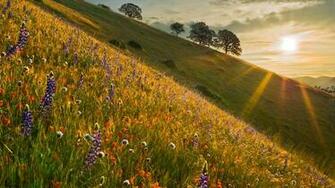 Sunrise Spring Wallpaper California