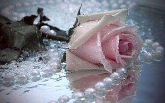 Roses Pictures Screensavers For Wallpaper