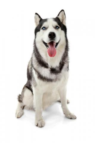 Cute Husky Dog On White Background Siberianhusky Siberian