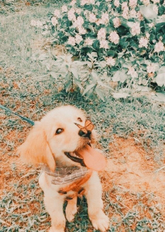 Hailey G On Animals Cute Dog Wallpaper Puppy Background