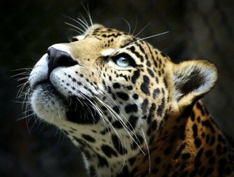 Leopard HD Wallpaper Background