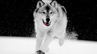 Masawtf Deviantart Art Gray Wolf Wallpaper HD