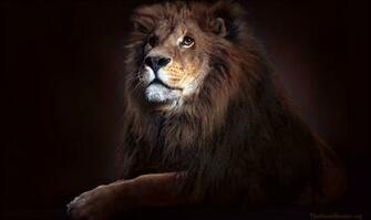 Wallpaper Lion Of The Tribe Judah