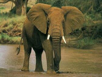Beautiful Pictures Of Elephant In HD Warner Buzz