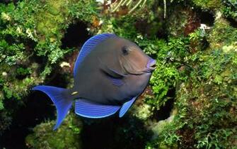 Desktop HD Live Fish Wallpaper