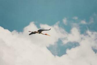 Flying Bird Pictures Image