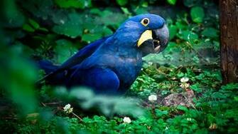 Tiere Hyacinth Macaw Wallpaper