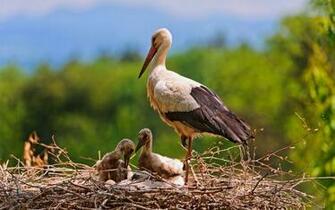 Stork Wallpaper