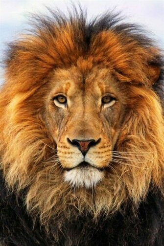 Lion Face Close Up iPhone Wallpaper 4s