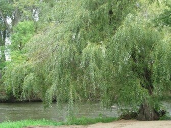 Weeping Willow Tree Wallpaper By