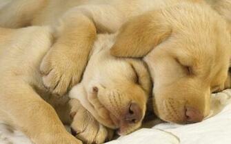 Sleeping Dogs HD Wallpaper