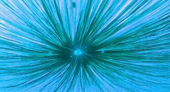 Blue Lantern Background