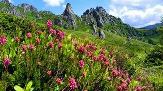 Mountain Wildflowers Wallpaper Desktop Background